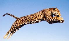 Jumping Jaguar Sportingbet